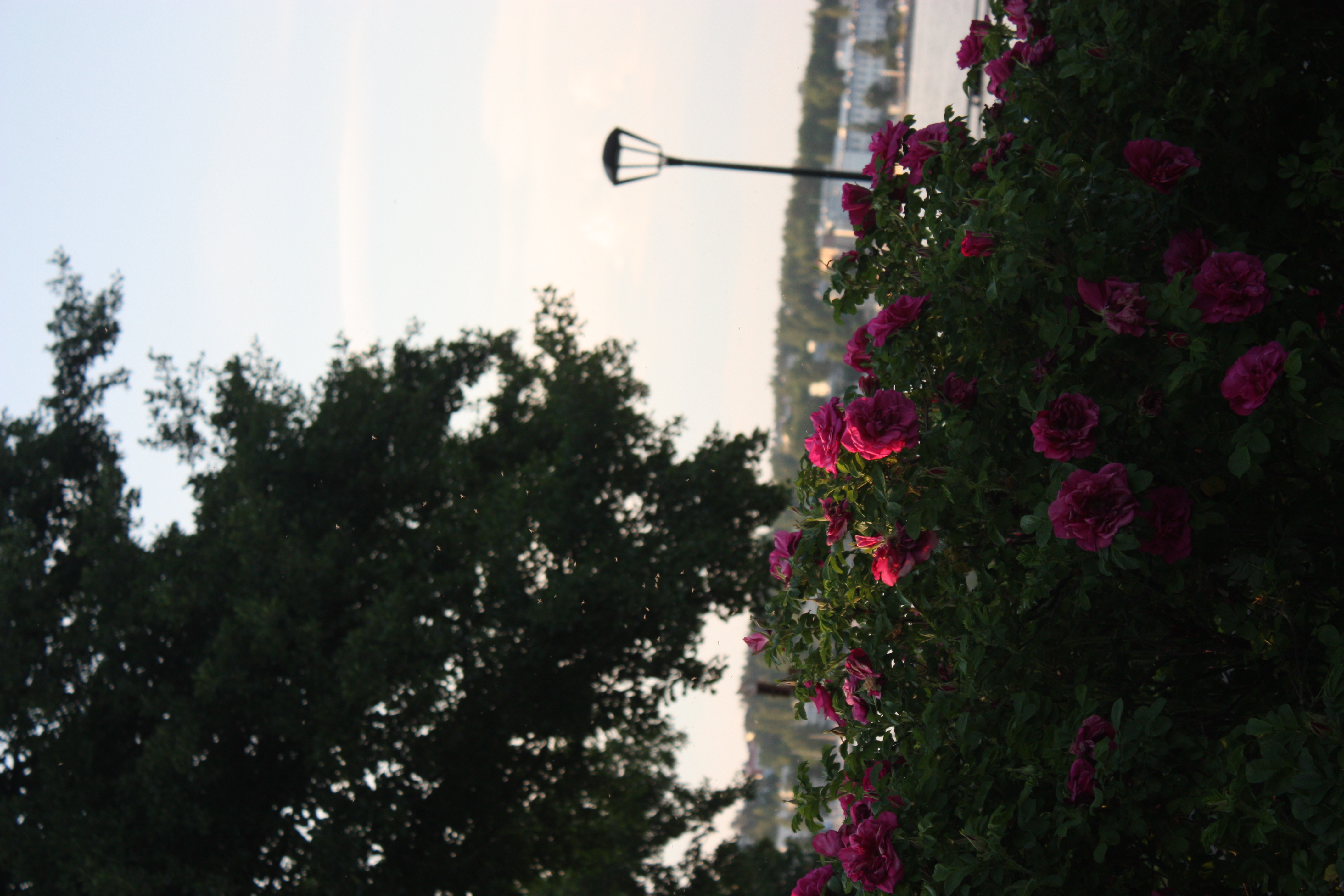 Raakel Tuovisen kuvassa ruusupensas ja katulamppu, takana näkyy järvi ja rakennuksia.