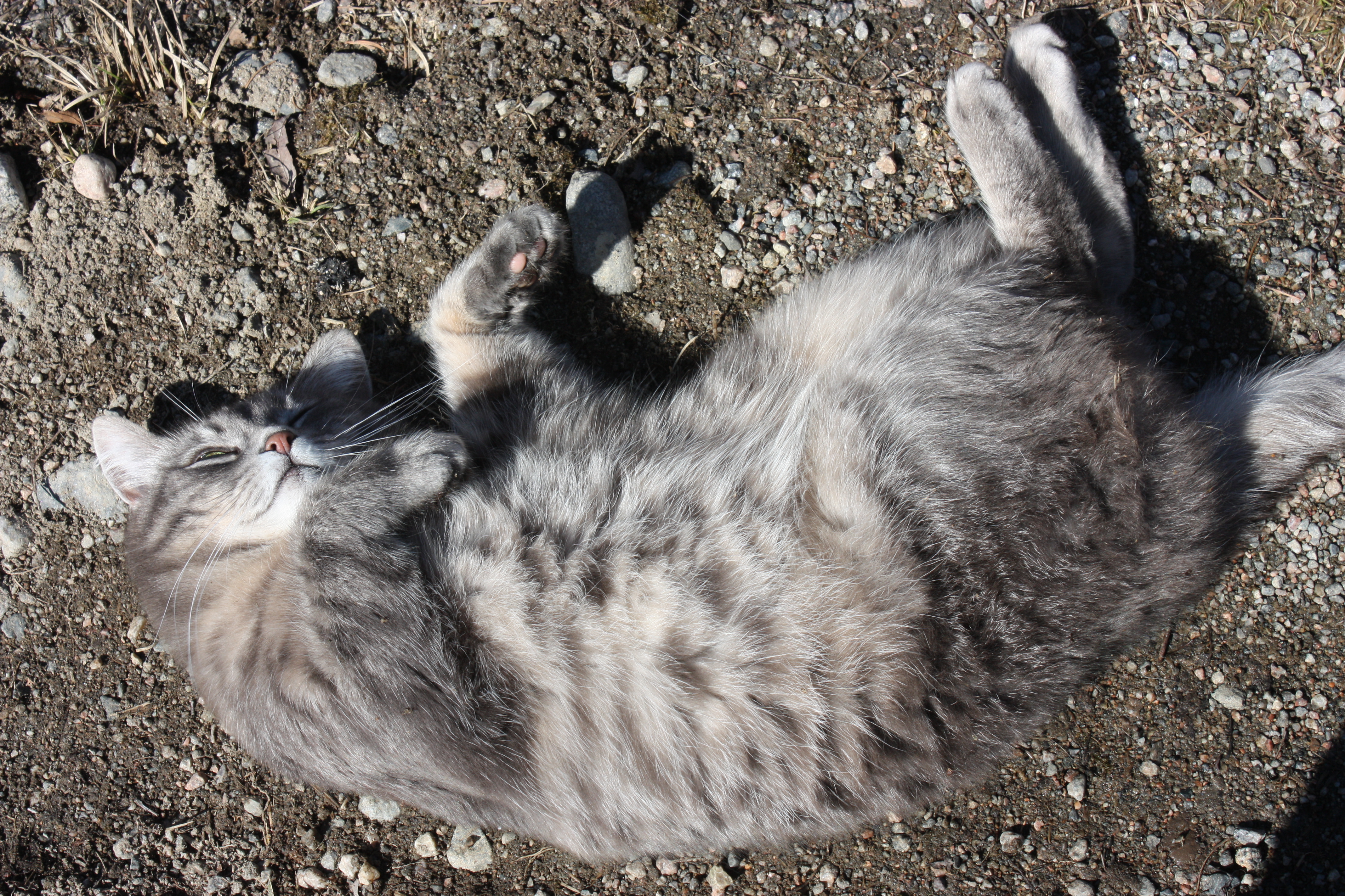 Raakel Tuovisen kuvassa harmaa kissa loikoilee maassa.