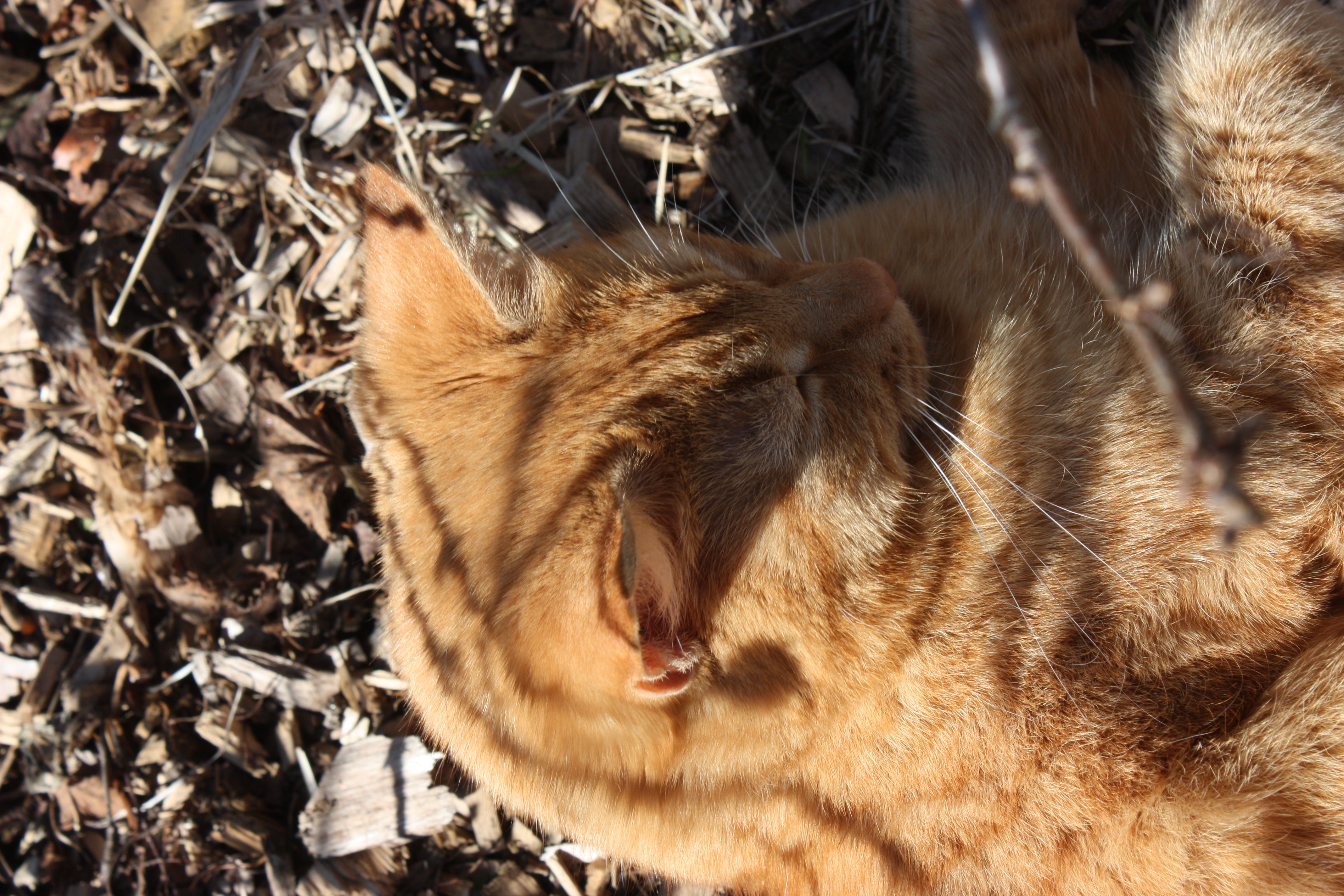 Raakel Tuovisen kuvassa oranssi kissa.