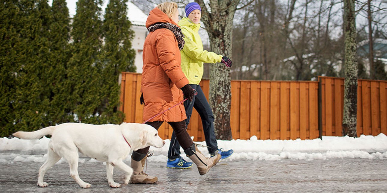 Liukkaalla tiellä kävelemässä valkoinen labradorinnoutaja, oranssitakkinen nainen ja keltatakkinen mies. 