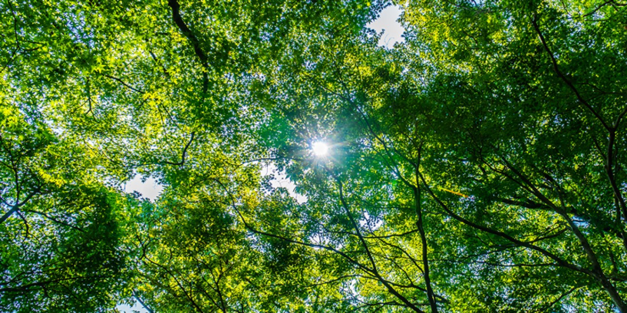 Aurinko näkyy vihreiden puiden oksien ja latvojen läpi.