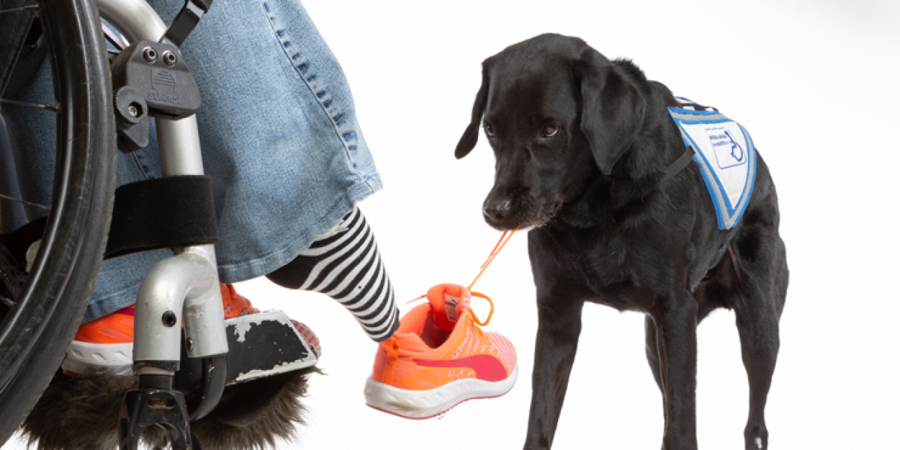 Avustajakoira auttaa pyörätuolissa olevalle henkilölle kenkää jalkaan