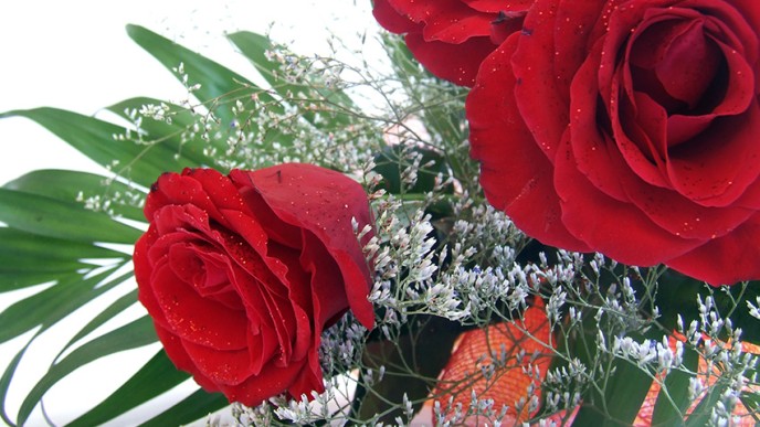 Kukkakimppu, jossa punaisia ruusuja, vihreä peikolehti ja valkoista harsokukkaa.