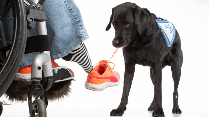 Avustajakoira auttaa pyörätuolissa olevalle henkilölle kenkää jalkaan