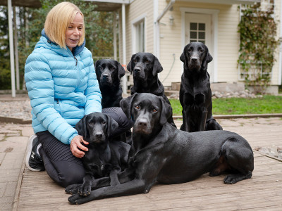 Avustajakoiria on haettu hyvinvointialueilta vain vähän